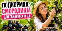 Как правильно подкормить смородину во время цветения для сладкого урожая